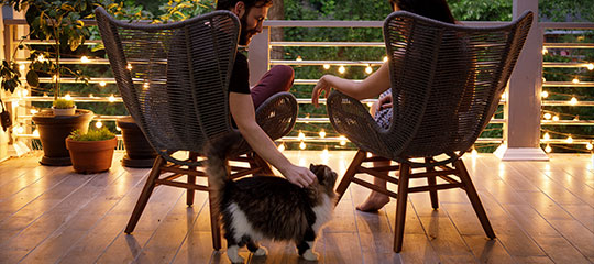 Couple petting their cat.