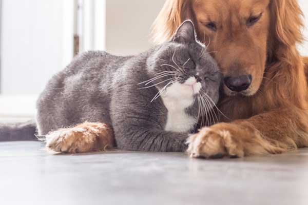 Dogs and Cats