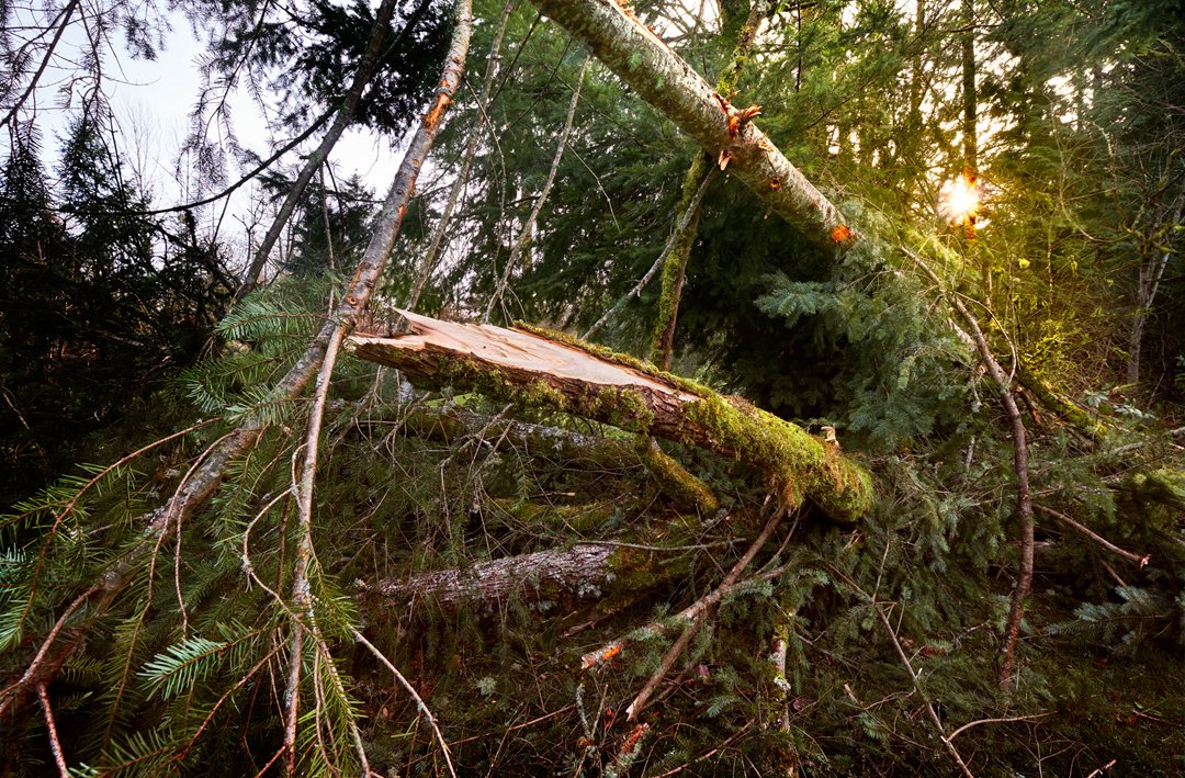 Protecting your home during windstorm season | PEMCO