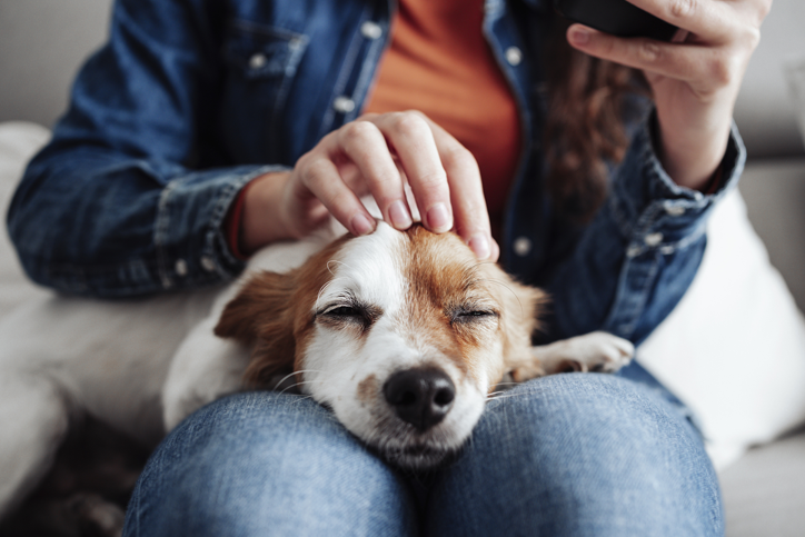Everything you need to know about pet insurance