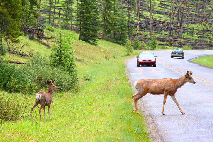 How to avoid hitting a deer (and what to do if it happens) | PEMCO