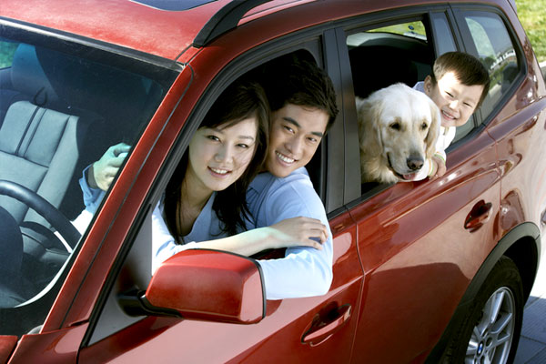 Distracting pets in cars