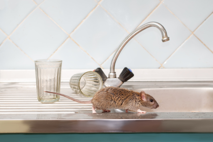 Your home could have rats, and you may not know it 